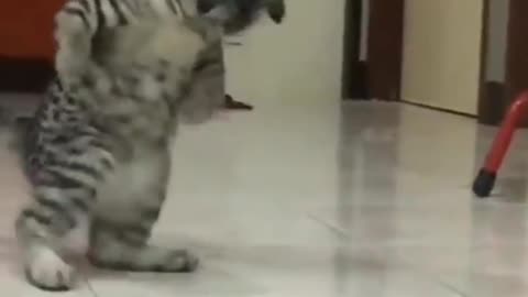 Cat doing nonsense activity/ cat funny video