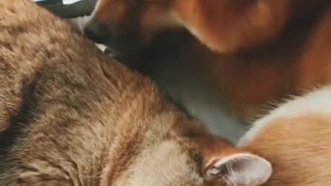 Cute Cat and Dog Relationships