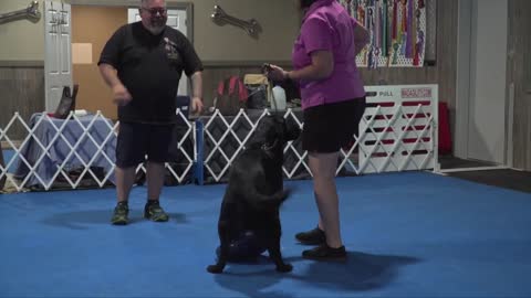 How to find the right dogs training workshop