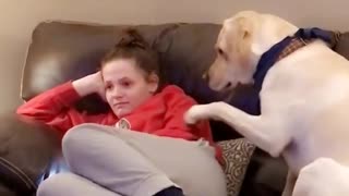 Needy dog humorously demands owner's attention