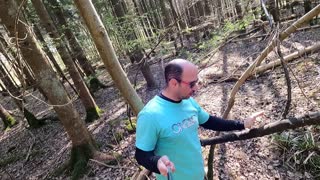 Found some hazel for firewood while woodland walking