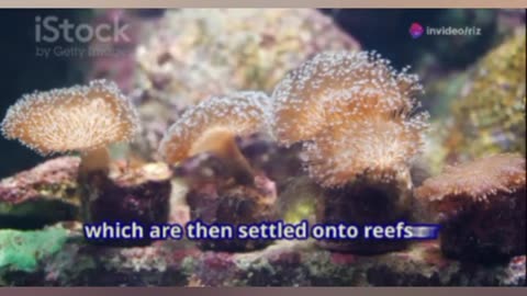 How Coral Restoration is Saving Our Reefs
