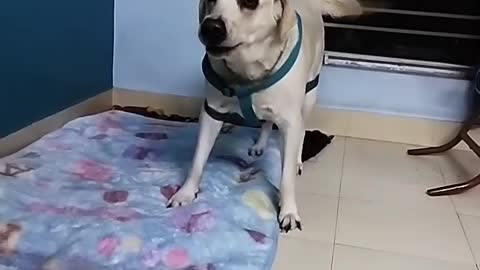 Dog 🐶 lover 😘 short video. Animal video.