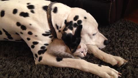 Caring Dalmatian snuggles with kitten