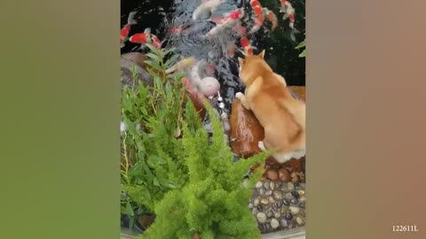 Funny Cat & Dog Video