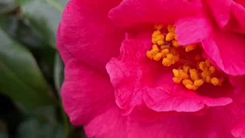 Camellia slomo