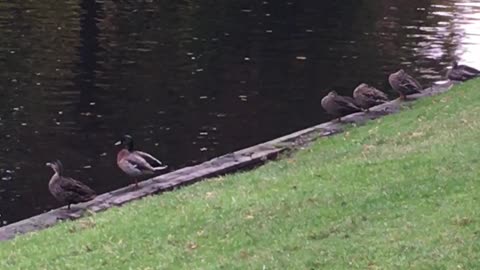 Ducks resting in the park lake