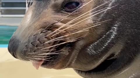 sealion#worldsealionday