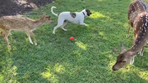 Silly dog decides to graze with his deer friends