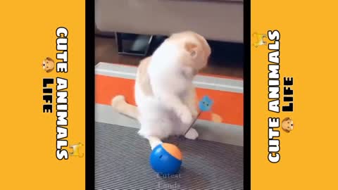 Funniest Cutest Animals funny video