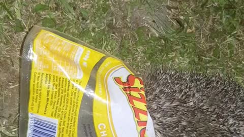 Hungry Hedgehog