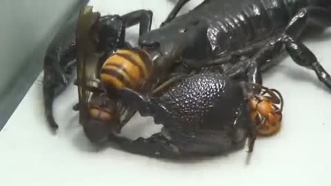 Giant Hornet vs Scorpion