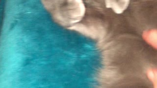 Russian Blue getting his velvet belly rubbed