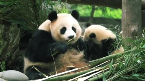 Cute mother and baby panda behavior