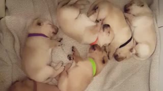 Precious nap time for litter of sleeping puppies