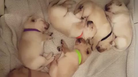 Precious nap time for litter of sleeping puppies