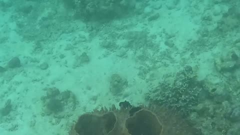 Snorkeling Adventures Philippines. Wow, Beautiful coral and bright blue fish