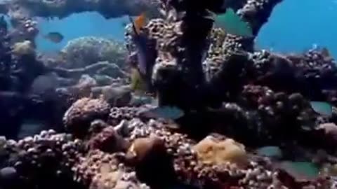 Mysterious Sea Creature #shorts #viral #shortsvideo #video