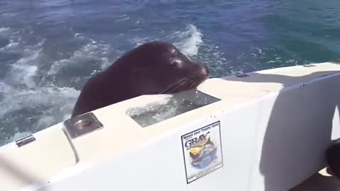 feeding the sea lions friendly