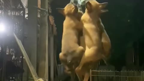 Wonderful Dogs playtime