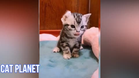 Cute videos, Funny Cat Videos Compilation Baby Cats