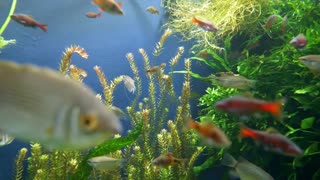 Beautiful underwater fish Aquarium