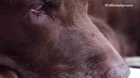 Close up of brown dog licking water laying down and licking its paw