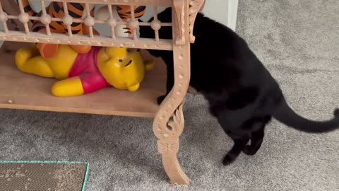 Adopting a Cat from a Shelter Vlog - Cute Precious Piper Shows Her Figurine Hiding Spot