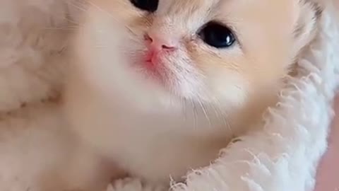 Cute Cat fight Fanny Moment
