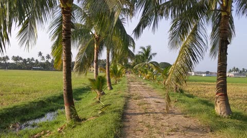 কুষ্টিয়ার আমলা কৃষি ফার্মের সুন্দরর্য দেখে আমি মুদ্ধ | Likhon's worLd