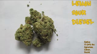 50 Lemon Sour Diesel