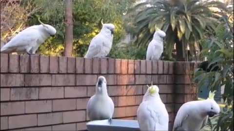 Cockatoo Gossiping at the Water Cooler