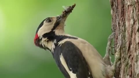 Bird couple group