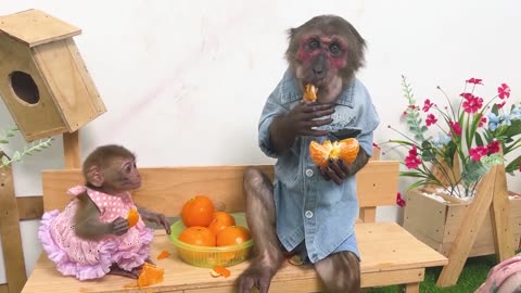 Monkey YiYi takes piglet to buy fruit help YoYo JR