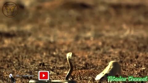 Amezing cat and snake fight