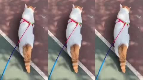 The way he walks is really cool. my domineering cat