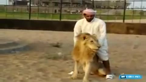 Lion VS Human DANGER