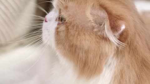 A Cat Getting Petting On The Bed