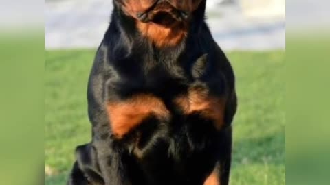 Rottweiler Dog 💥💥