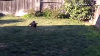 Brown dog running around and playing fetch by himself