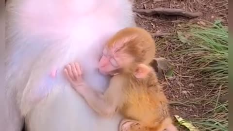 Monkey baby drink milk her mom cut love