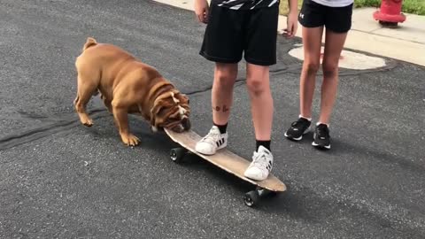 Kids Commandeer Dog's Skateboard