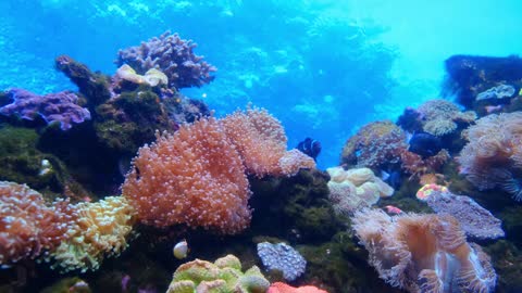 4K- The most beautiful coral reefs and undersea creature on earth.