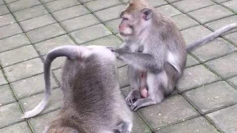 Monkey Gives Pal a Clean Caboose