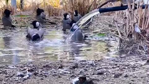 Birds love water