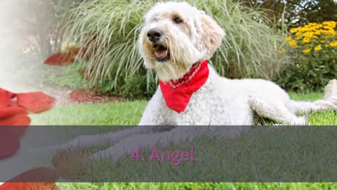 Romantic Dog Names - TOP 10 Romantic Dog Names In The World!