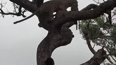 Leopard Rescues His Meal | #shorts #WildLife