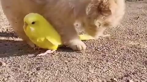 Parrot with a baby dog. animals fun24h