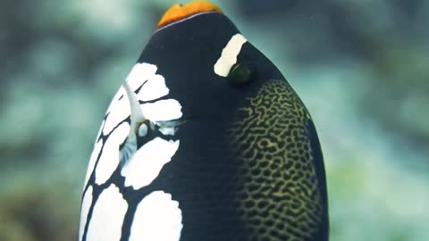 Satisfying Clown triggerfish ASMR That Makes You Calm Original Satisfying Videos PART - 35