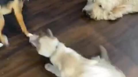 Cat playing with dog | Funny animals